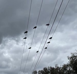 A circle of birds on a wire.