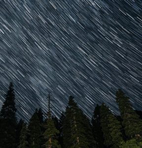 Stars over a forest