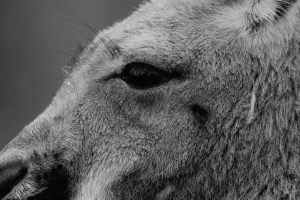 Close up of a kangaroo's eye